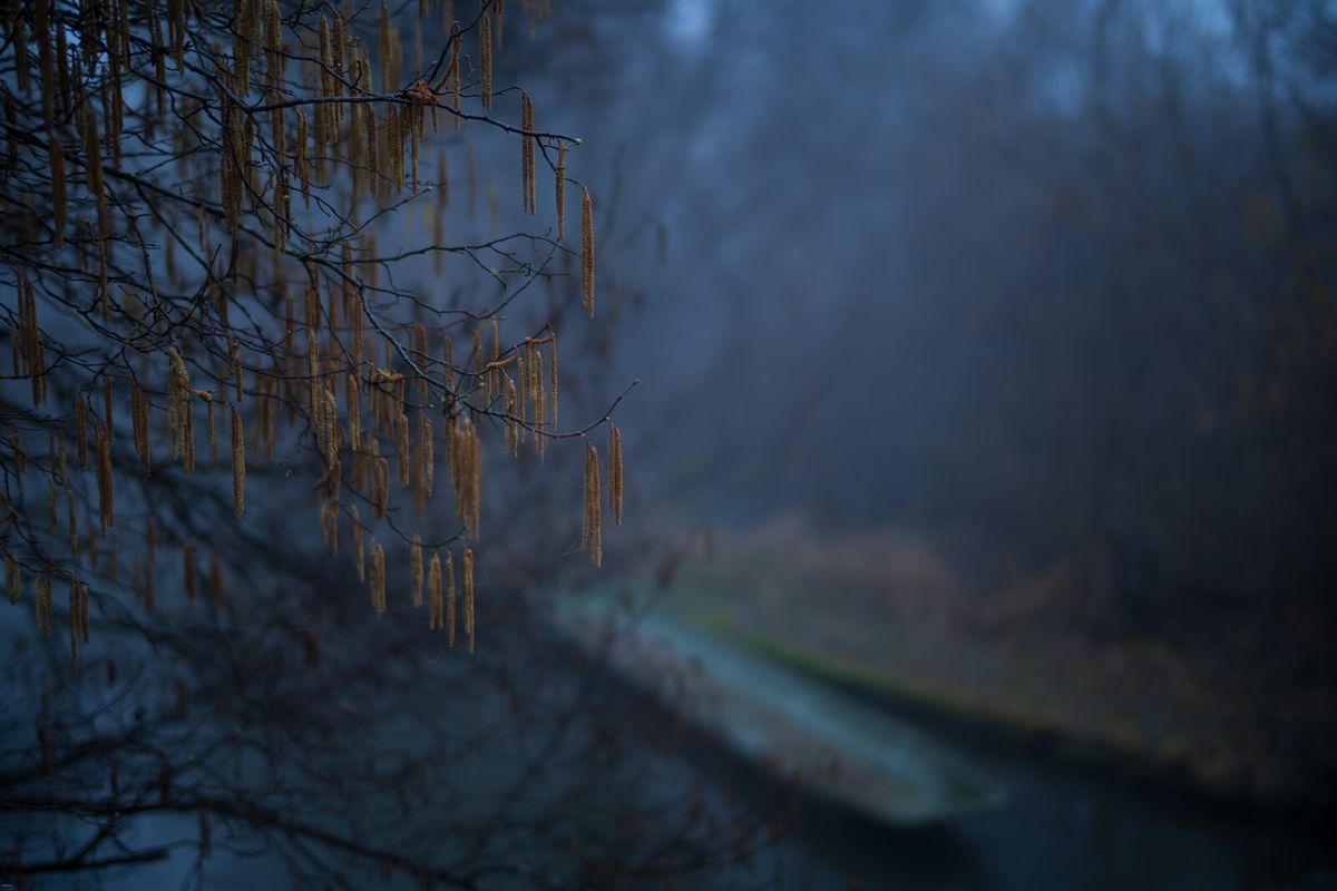Morgenstimmung in den Rheinauen am Oberrhein mit Wasserlauf und Auwald