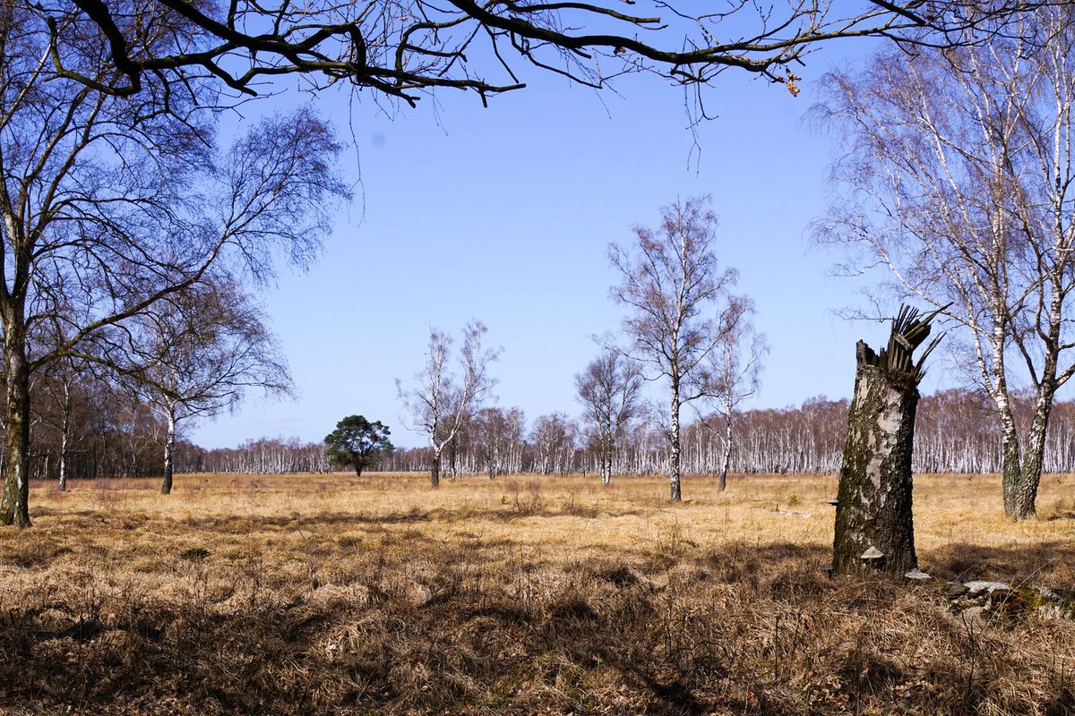 Moor- und Waldlandschaft im Naturschutzgebiet Duvenstedter Brook