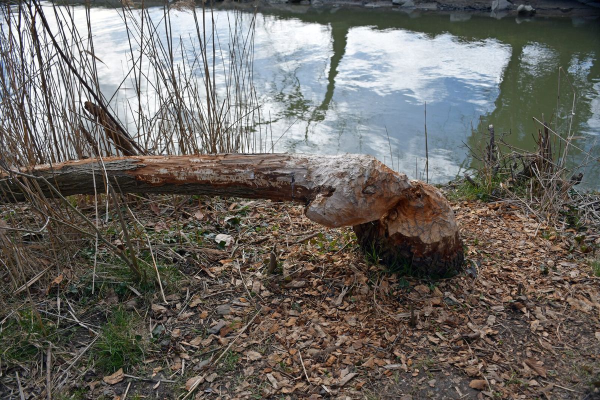 Von einem Biber angenagter Baumstamm mit typischen Nagespuren