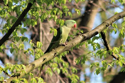 Halsbandsittich: 5.000 Vögel in Wiesbaden, 35 gesicherte Brutpaare im ganzen Rheinland