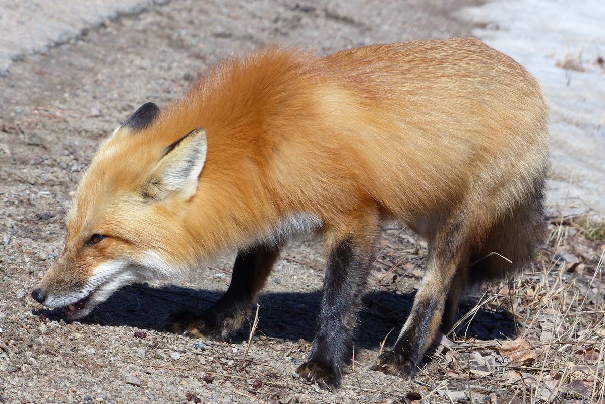 Rotfuchs steht aufmerksam am Waldrand