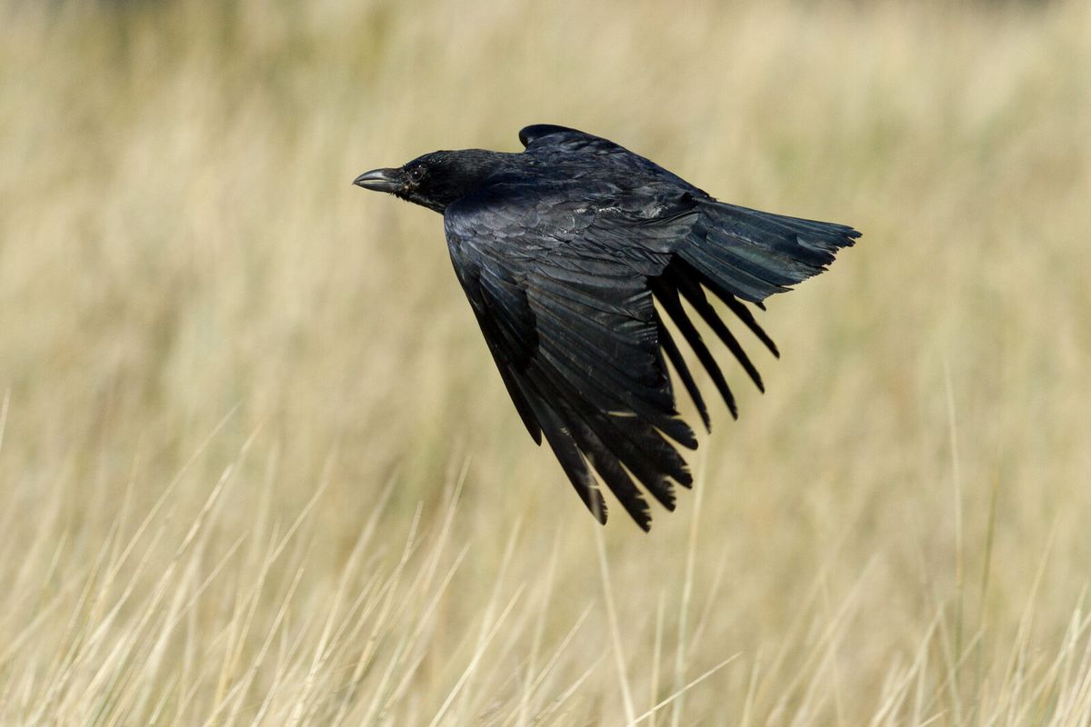 Rabenkrähe im Flug tief über einer Feldmark