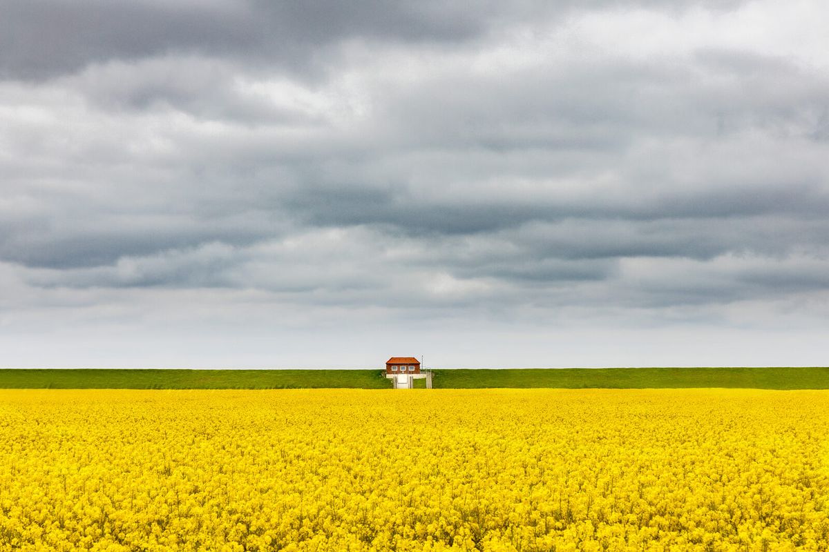 Weite Marschlandschaft mit blühendem Rapsfeld im Tümlauer Koog in Nordfriesland