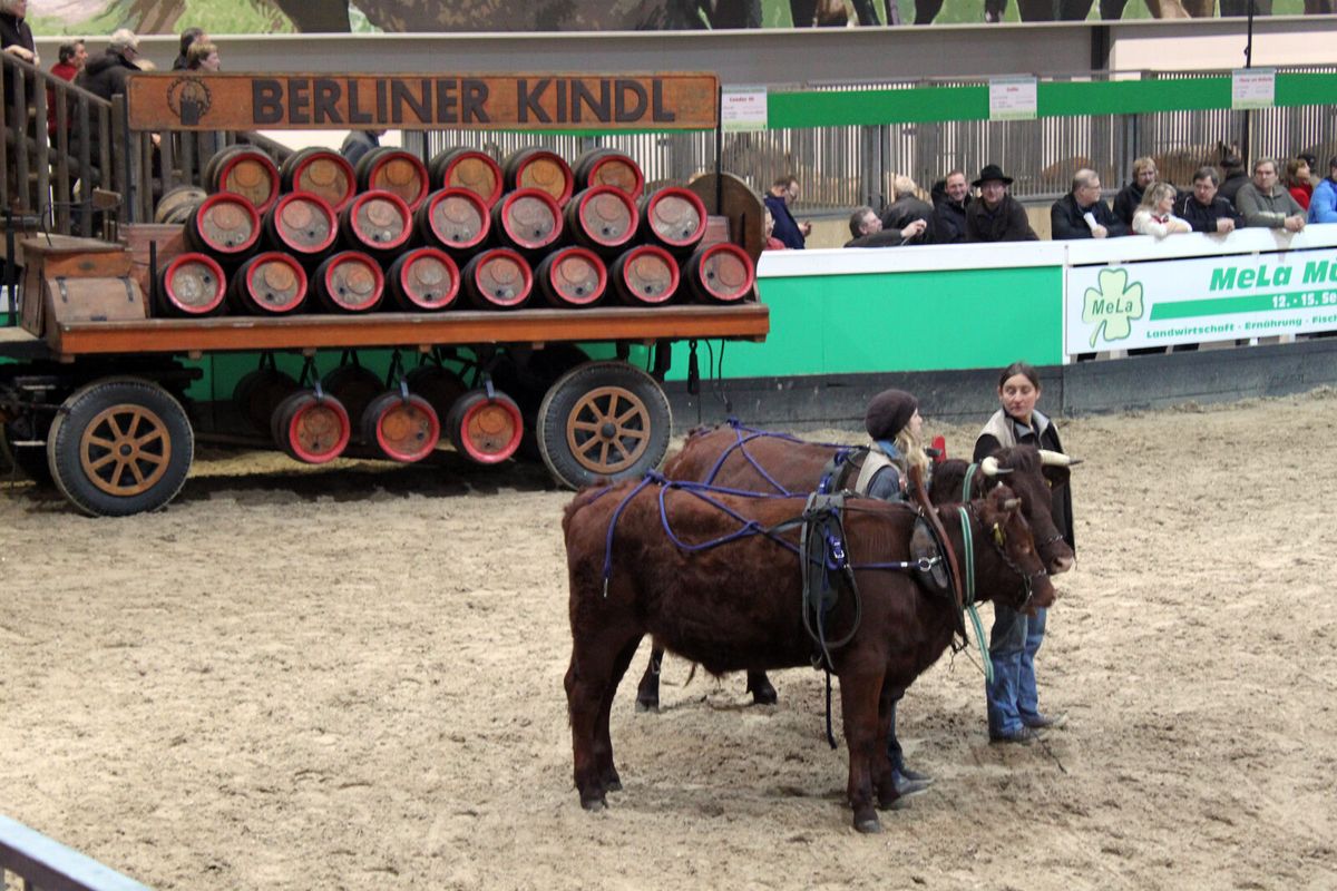 Zwei angeschirrte Rinder ziehen einen historischen Bierwagen durch einen Vorführring