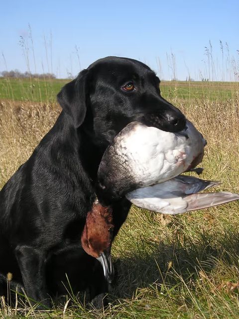 Grundlagen der Baujagd und Erdhunde