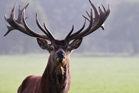 Einführung in die Wildhege: Grundlagen für die Jägerprüfung