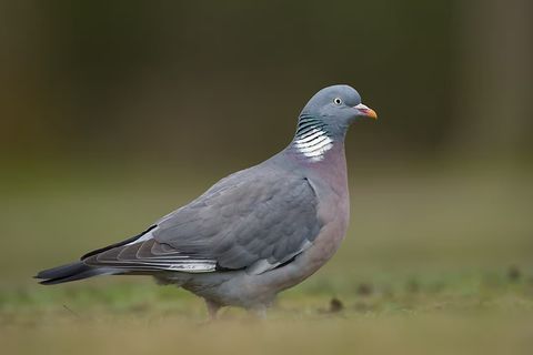 Gemeinsamkeiten und Unterschiede der heimischen Wildtauben