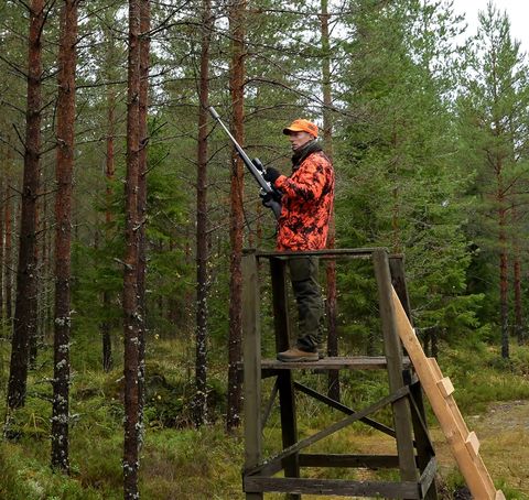 Die Drückjagd: Organisation, Ablauf und Sicherheit
