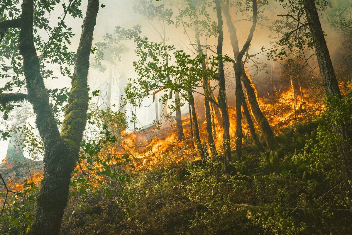 Ein Waldbrand breitet sich mit sichtbaren Flammen und Rauch in einem Waldhang aus