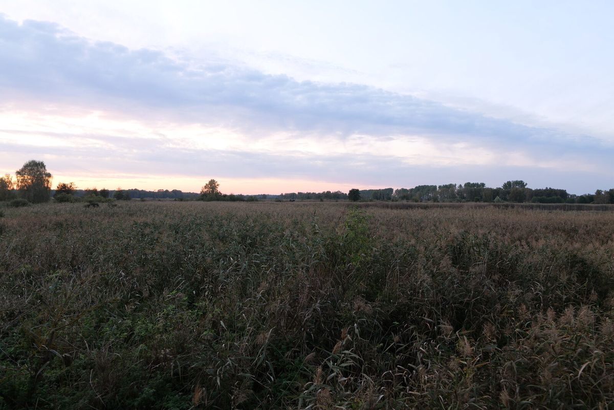 Flache Teiche und Schilfflächen im Naturschutzgebiet Oberes Rhinluch bei Linum in Brandenburg