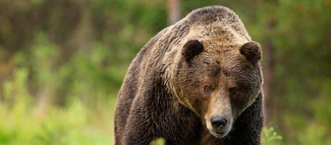Braunbär an der deutschen Grenze: Zieht das Raubtier zurück nach Deutschland?
