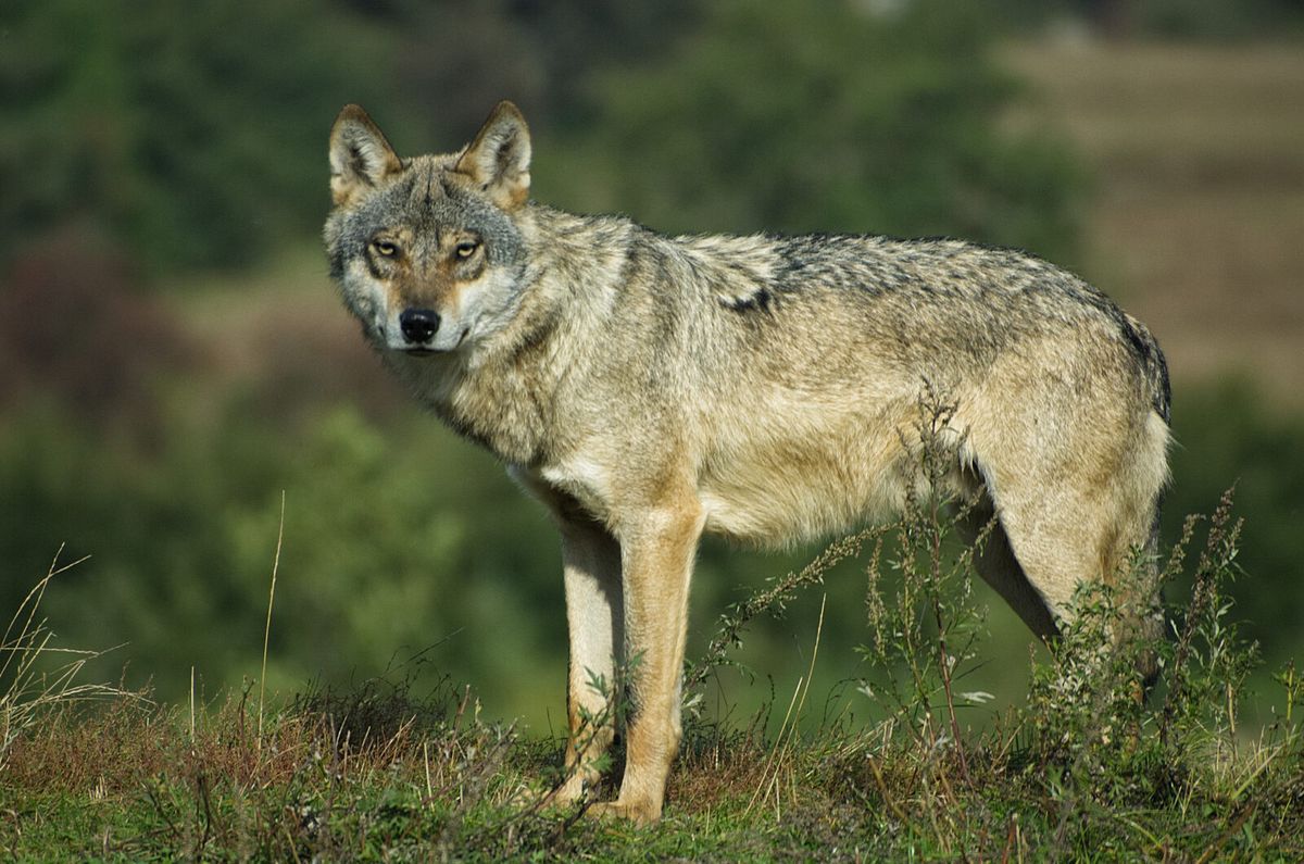Europäischer Wolf im Wald