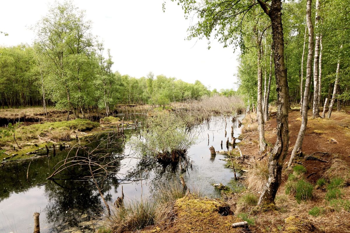 Moorlandschaft im Naturschutzgebiet Nienwohlder Moor in Schleswig-Holstein