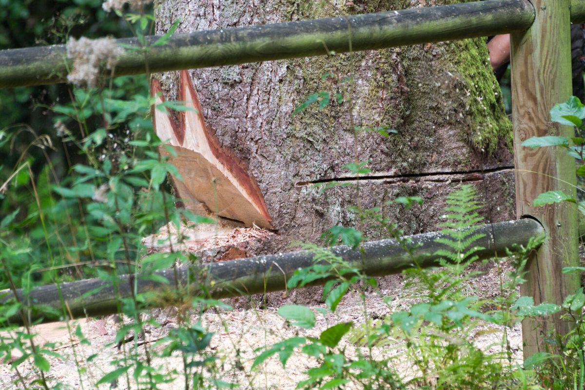 Baumstamm mit angelegter Fallkerbe, Fällschnitt und eingesetztem Keil