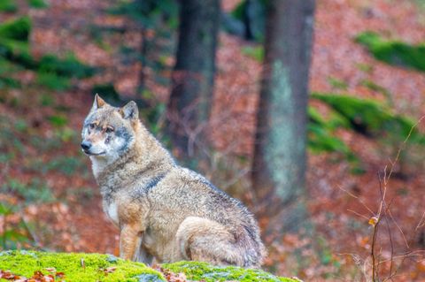 Wolfsabschuss im Lahn-Dill-Kreis: Warum von vier freigegebenen Jungwölfen nur zwei übrig sind
