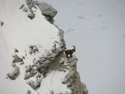 Alpensteinböcke in den Hohen Tauern ausgewildert: Warum Vernetzung jetzt zählt