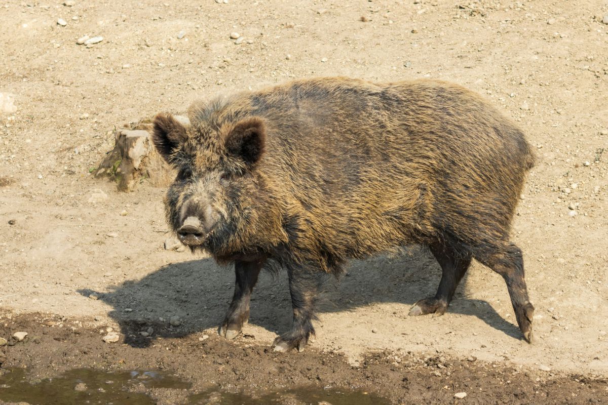 Adultes Wildschwein steht mit fast vollständig sichtbarem Körper in Dreiviertelansicht