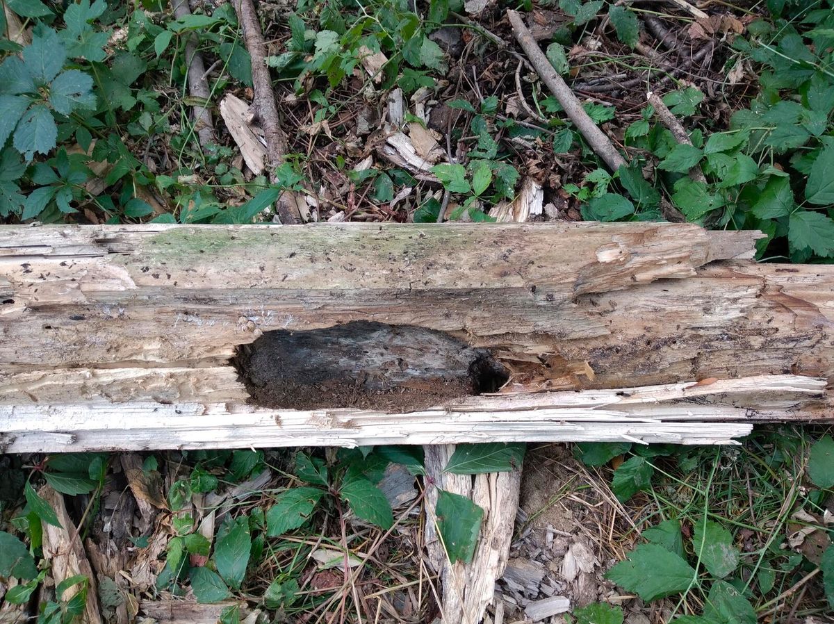 Baumhöhle in einem Laubbaum, in der Halsbandsittiche gebrütet haben