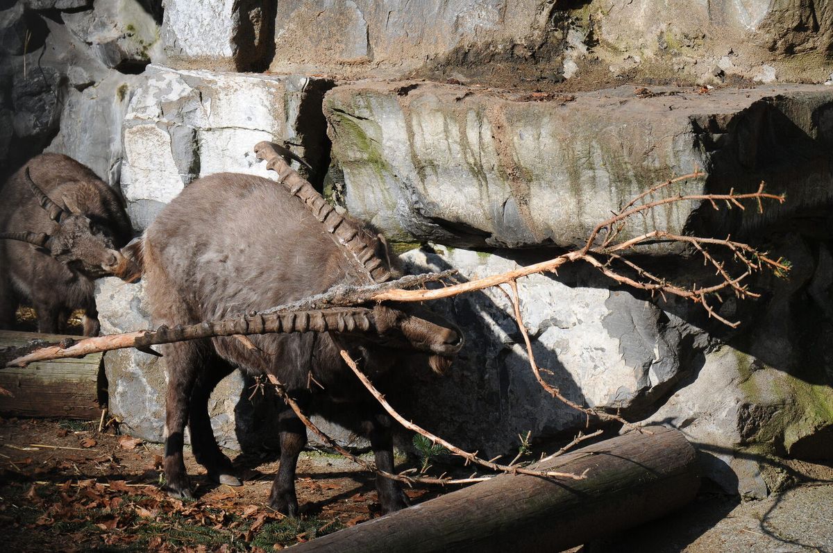 Mehrere weibliche Alpensteinböcke zwischen Felsen