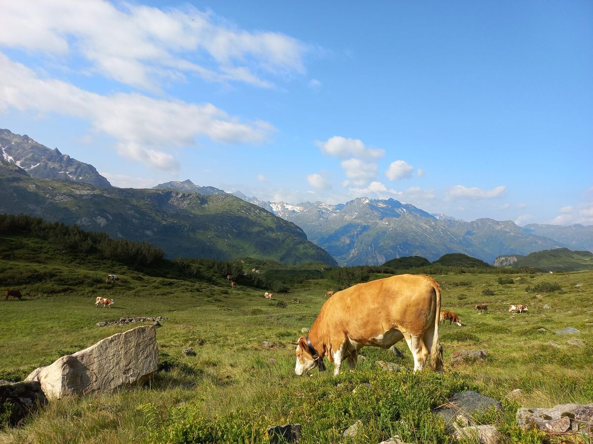Weidende Rinder auf einem Almweg im Montafon mit Blick auf die Bergkette