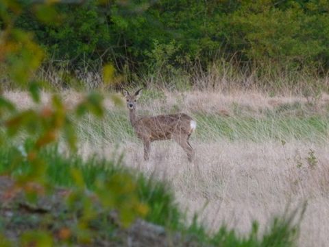 Wilde Tage in Schleswig-Holstein: Rehwild-Schwerpunkt trifft auf den Aufgang am 1. September