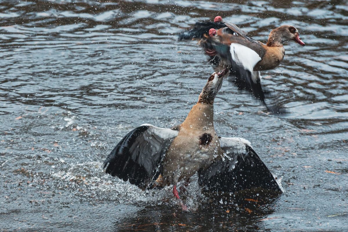 Nilgans am Gewässerufer