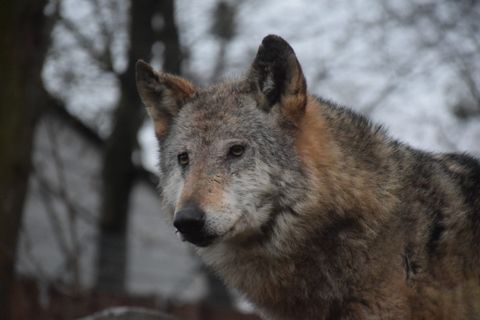 Wolf bis auf vier Meter am Hof: Im Mühlviertel droht jetzt der Abschuss
