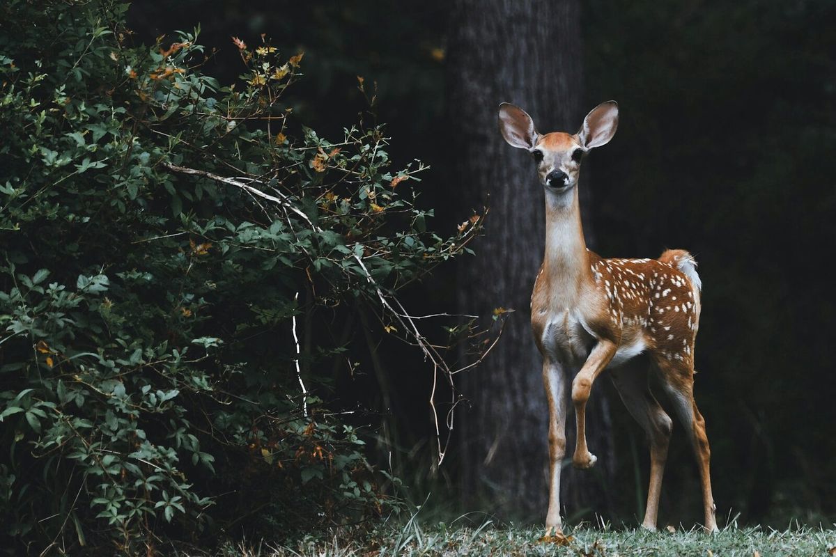 Rehwild steht aufmerksam in einem lichten Wald