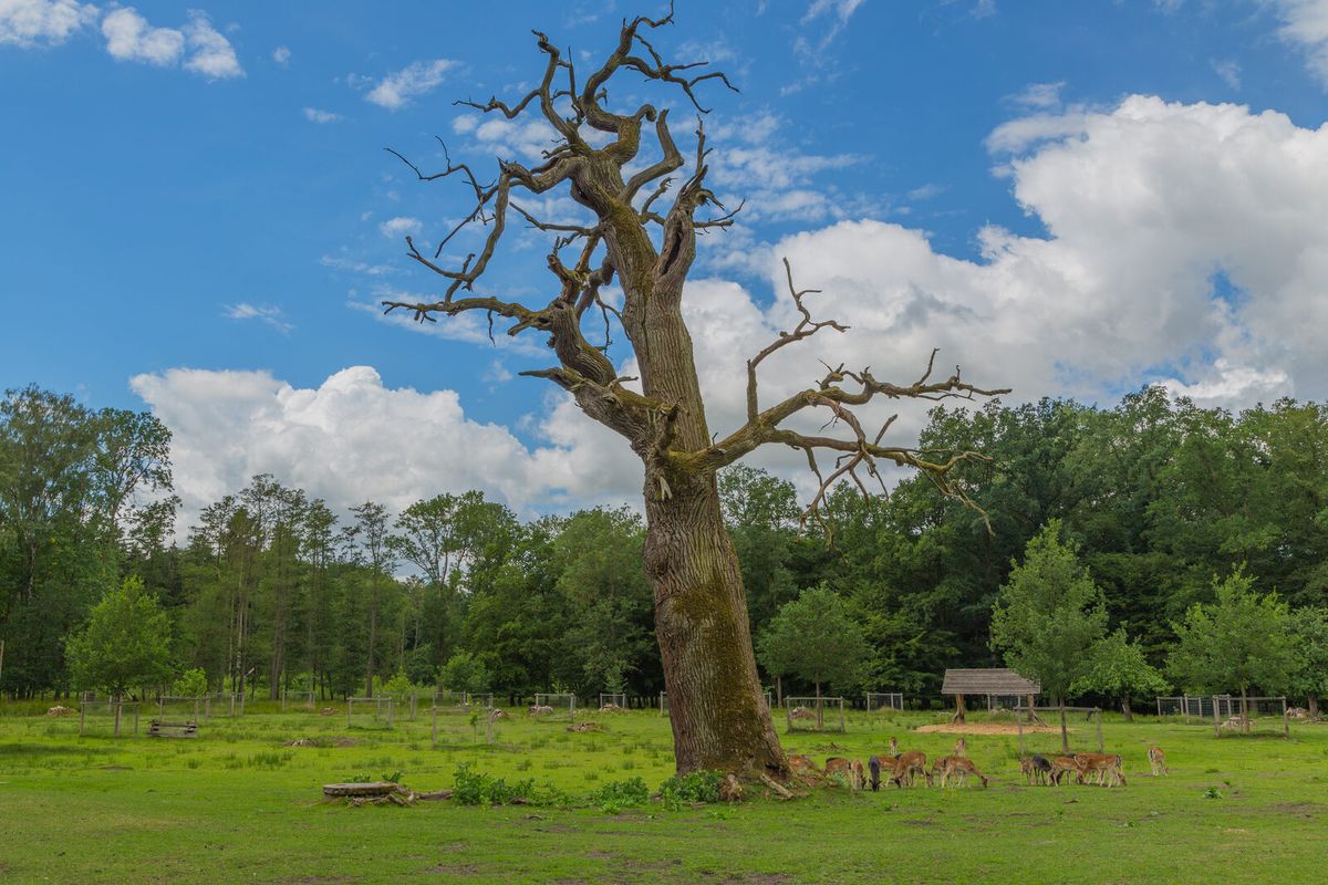 Damwild bei einer abgestorbenen Stieleiche im Ivenacker Tiergarten in Mecklenburg-Vorpommern