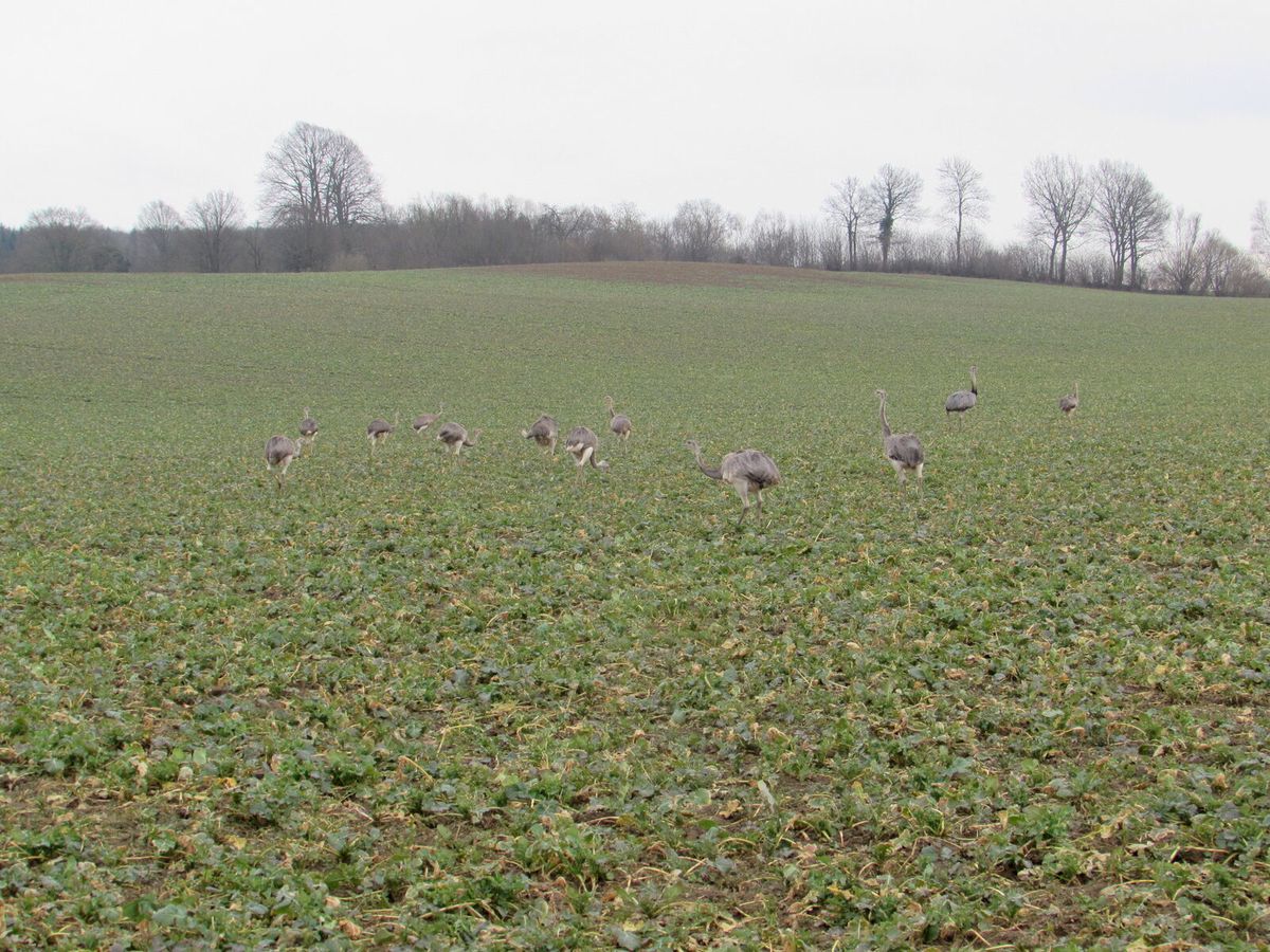 Nandu auf einem Feld in Mecklenburg