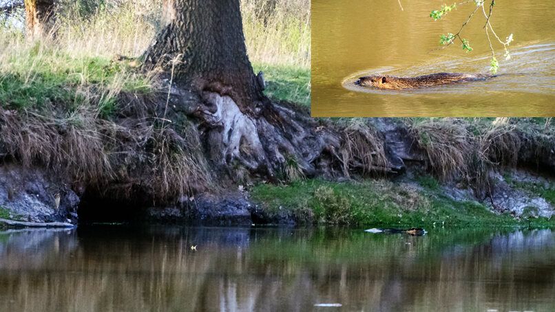 Eingang eines Nutria-Erdbaus in einer Uferböschung oberhalb der Wasserlinie
