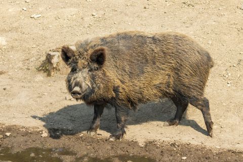 ASP-Prämie Thüringen: 584.000 Euro sind geflossen – die Sommerabrechnung endet am 15. Oktober
