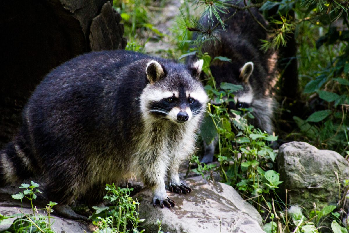 Waschbär in natürlicher Umgebung an einem Baumstamm