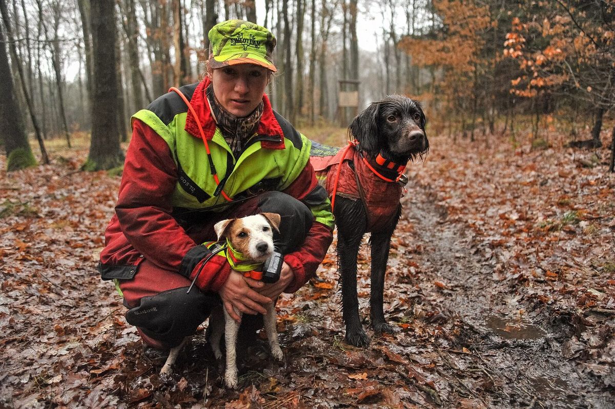 Jägerin und Jagdhunde mit Warnkleidung bei einer Gesellschaftsjagd