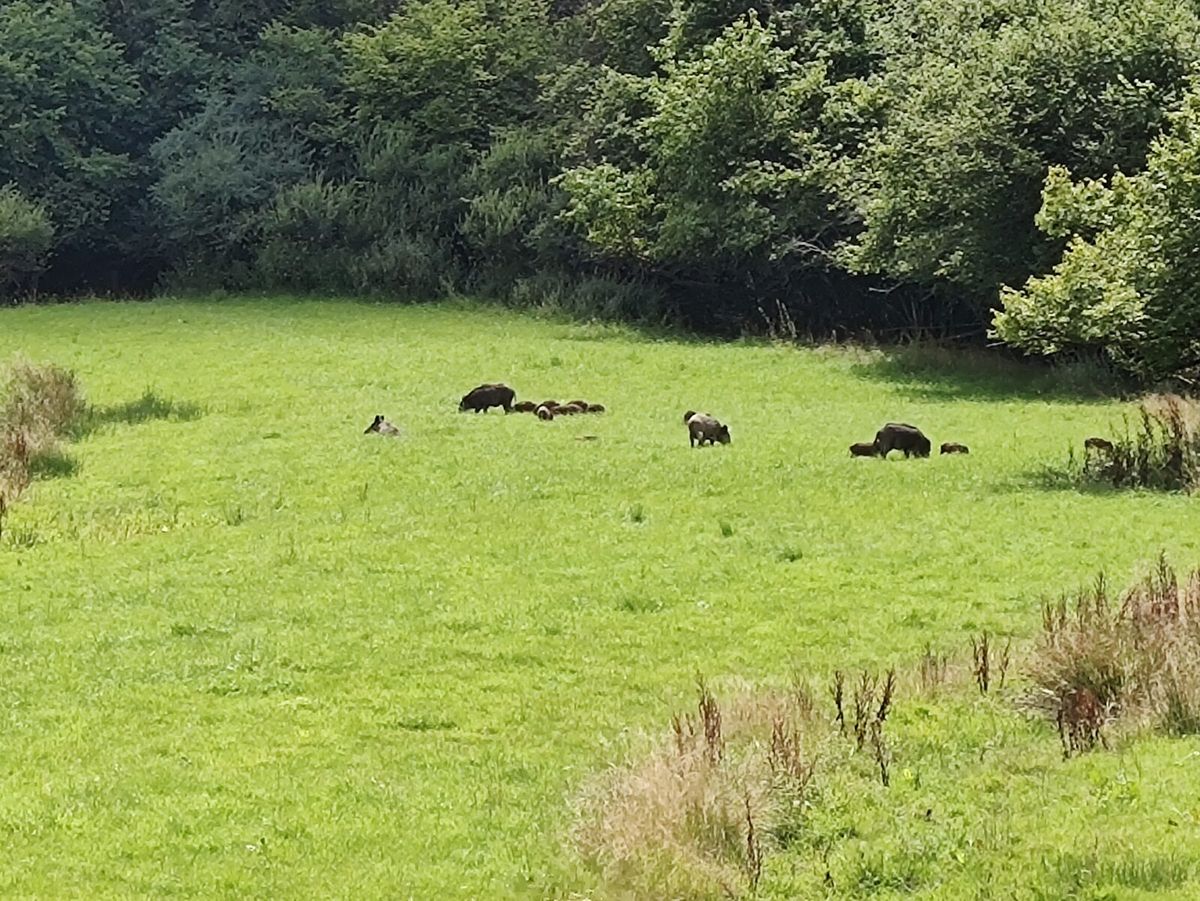 Einzelnes Wildschwein steht aufmerksam am Waldrand