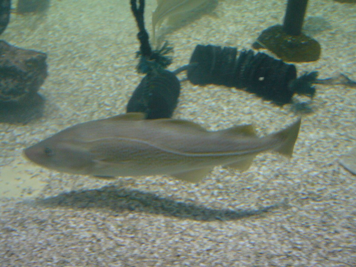 Dorsch (Gadus morhua) in der Seitenansicht