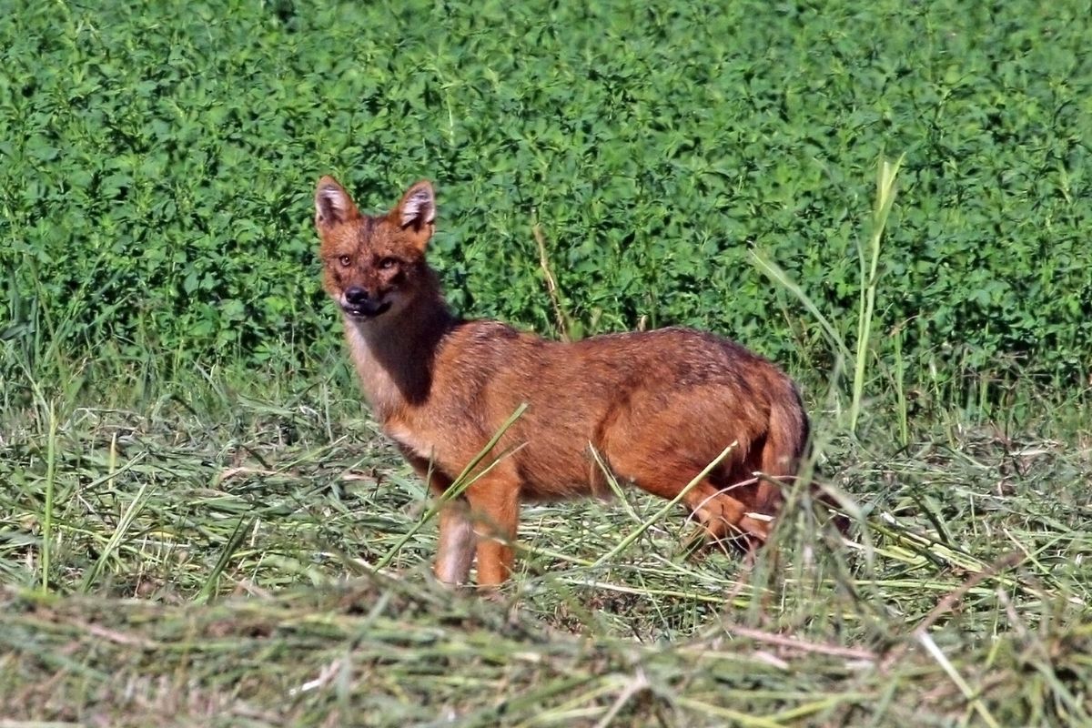 Europäischer Goldschakal der Unterart Canis aureus moreotica