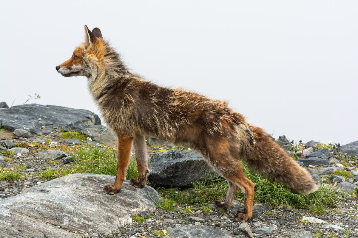 Rotfuchs steht aufmerksam im Gelände und blickt zur Seite
