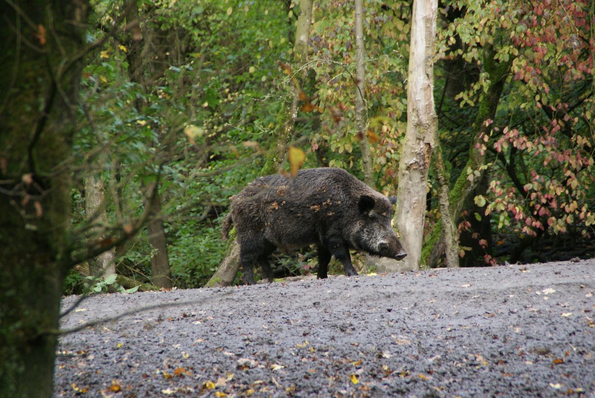 Ausgewachsenes Wildschwein wechselt am Waldrand über einen Schotterweg