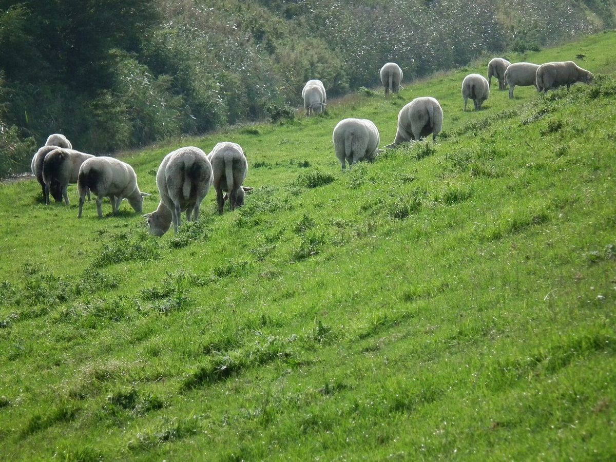 Schafherde weidet auf einem Deich an der niedersächsischen Küste