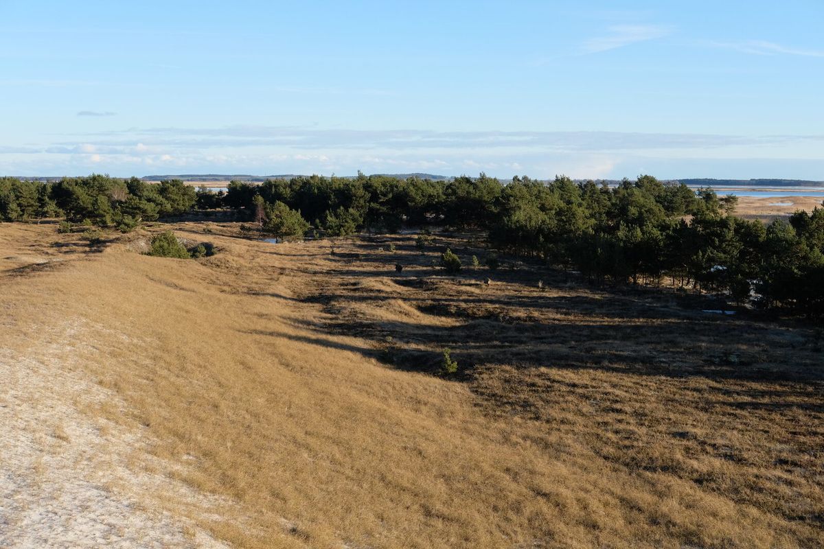 Dünen- und Waldlandschaft am Pramort auf dem Darß in Mecklenburg-Vorpommern