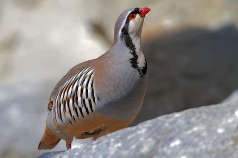 Das Steinhuhn (Alectoris graeca): Lebensweise und jagdliche Relevanz