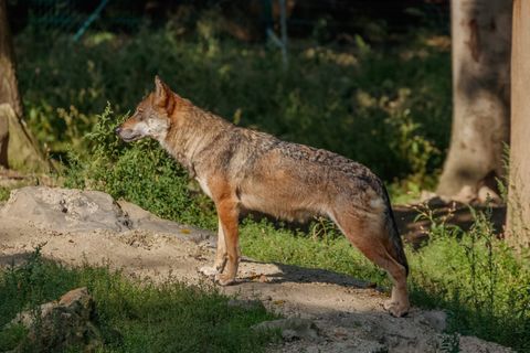 Schnellabschuss beim Wolf: 15 Verfahren in Niedersachsen, kein einziger erlegter Wolf