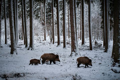 Afrikanische Schweinepest zurück in Brandenburg: Krisenstab verschärft Bekämpfung