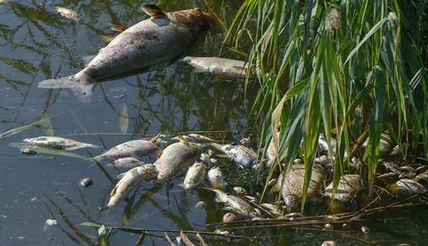Fischsterben 2026: Kraftwerk an der Agger, Hitze in Sachsen – was hinter den Fällen steckt