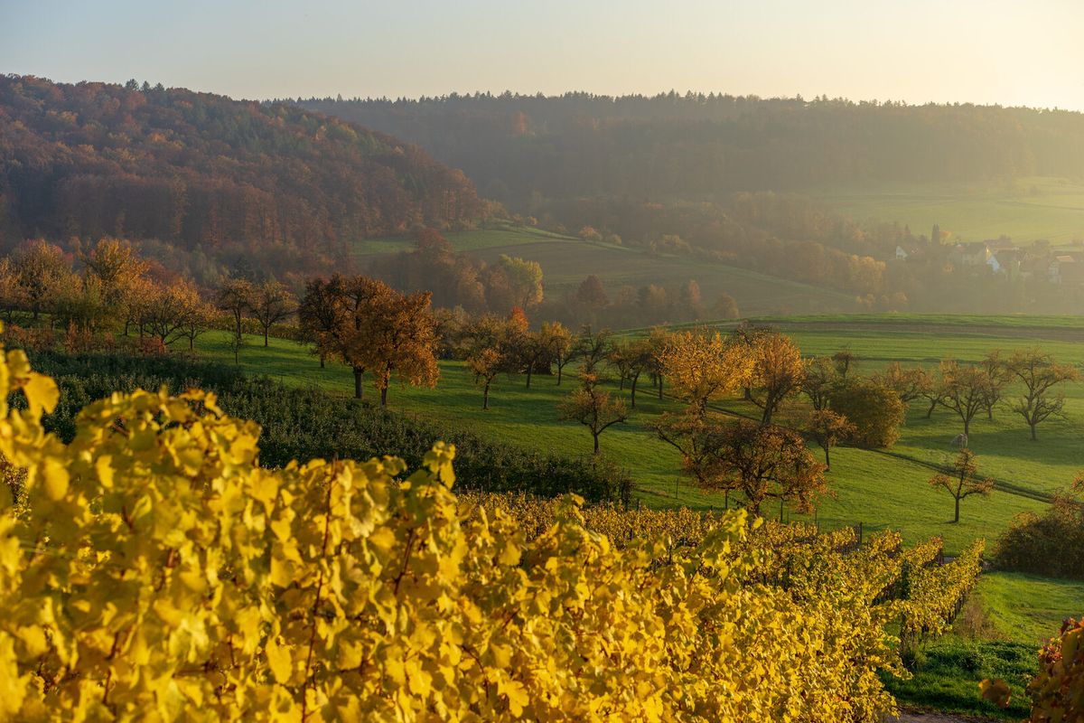 Weinberg, Streuobstwiese und Wald bei Beilstein in Baden-Württemberg