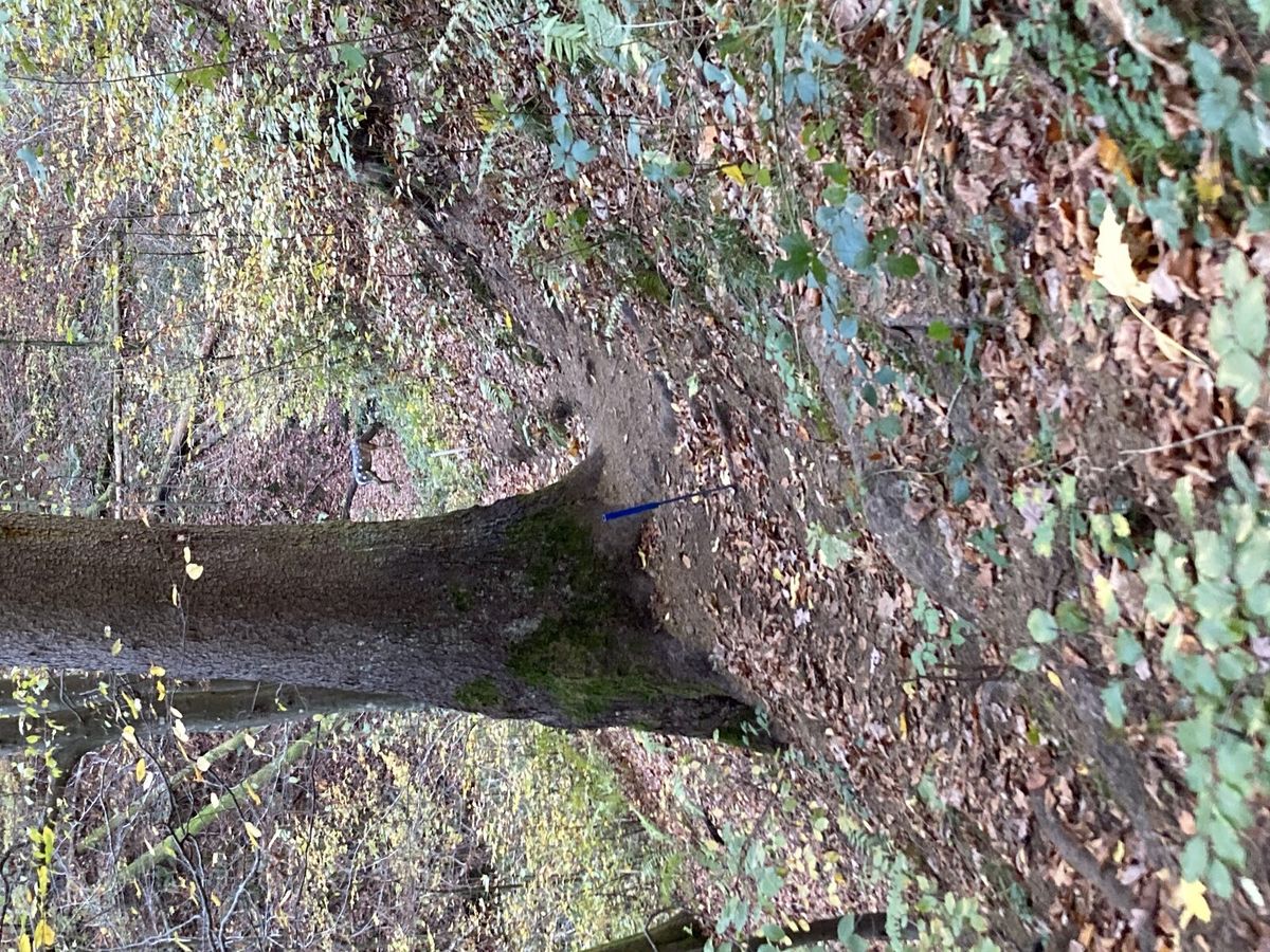 Blick von einem erhöhten Abschusspflock einen Waldhang hinab auf ein 3D-Ziel