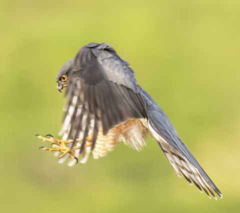 Sperber, Habicht oder Turmfalke? Das Flugbild von unten entscheidet