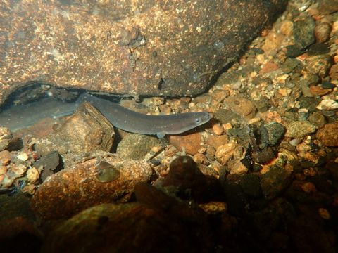 Aalschonzeit 2026: Fangverbot an Nord- und Ostsee – das müssen Angler jetzt wissen