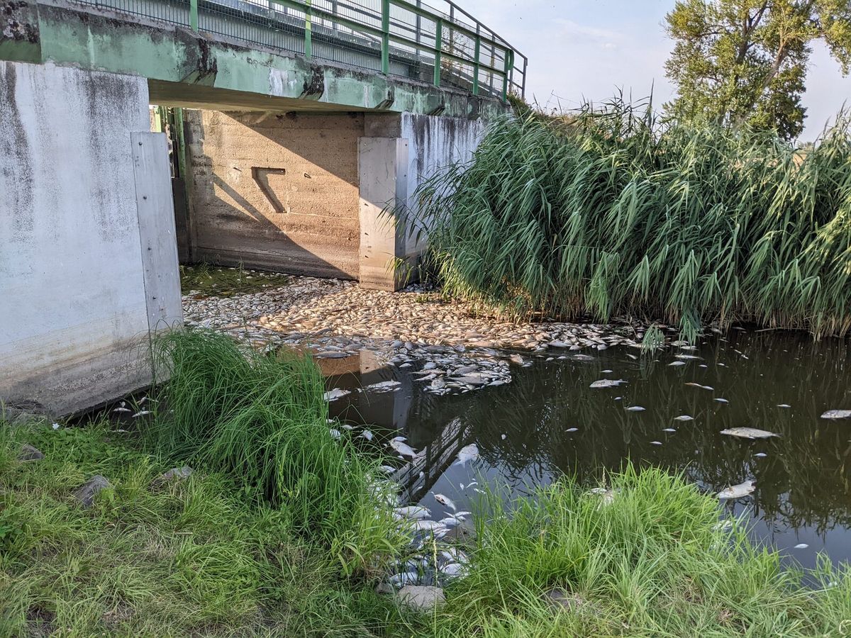 Tote Fische am Ufer der Oder während des Fischsterbens im August 2022